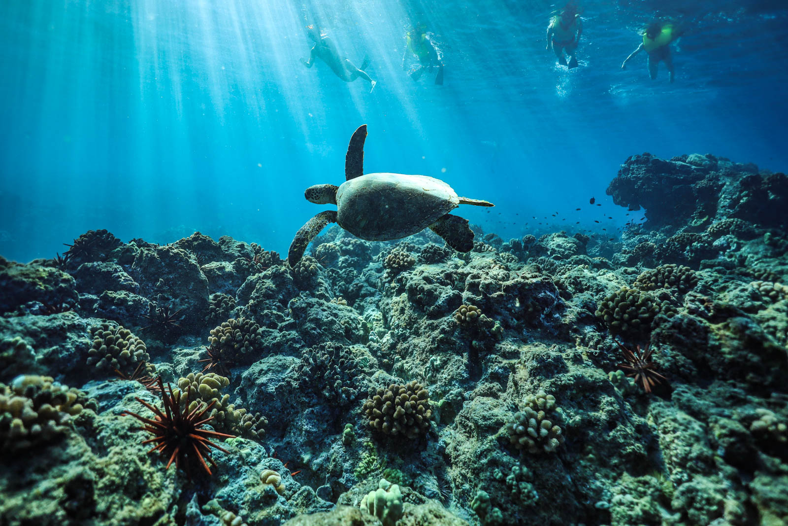 Hawaiian green sea turtle at Turtle Canyon off Oahu